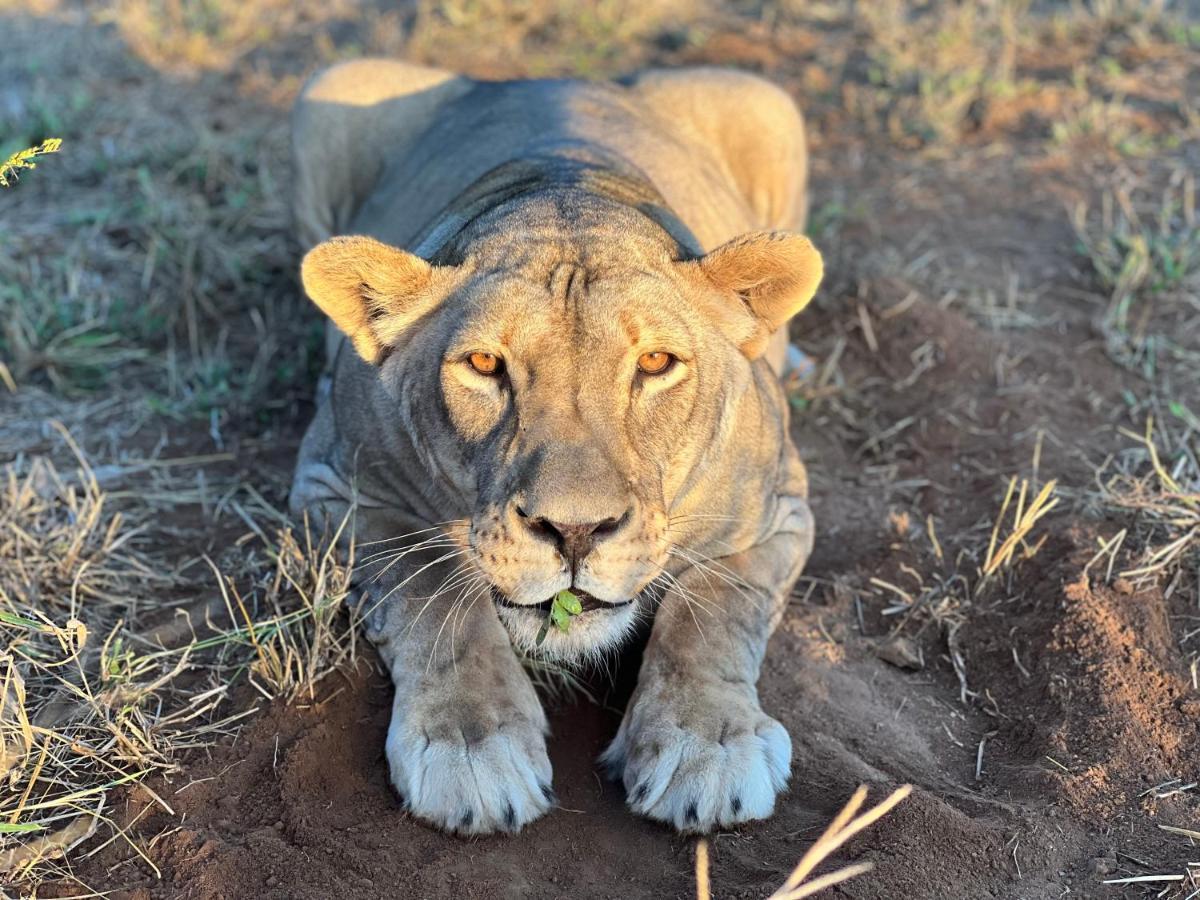 Simba Safaris African Pride Exotic Lodge Lephalale Екстериор снимка