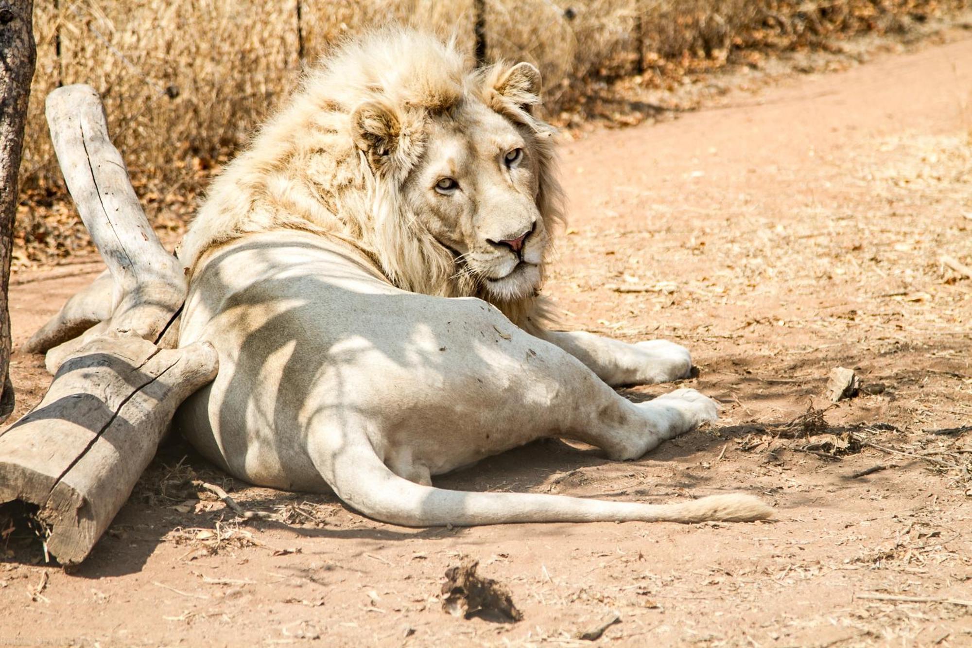 Simba Safaris African Pride Exotic Lodge Lephalale Екстериор снимка