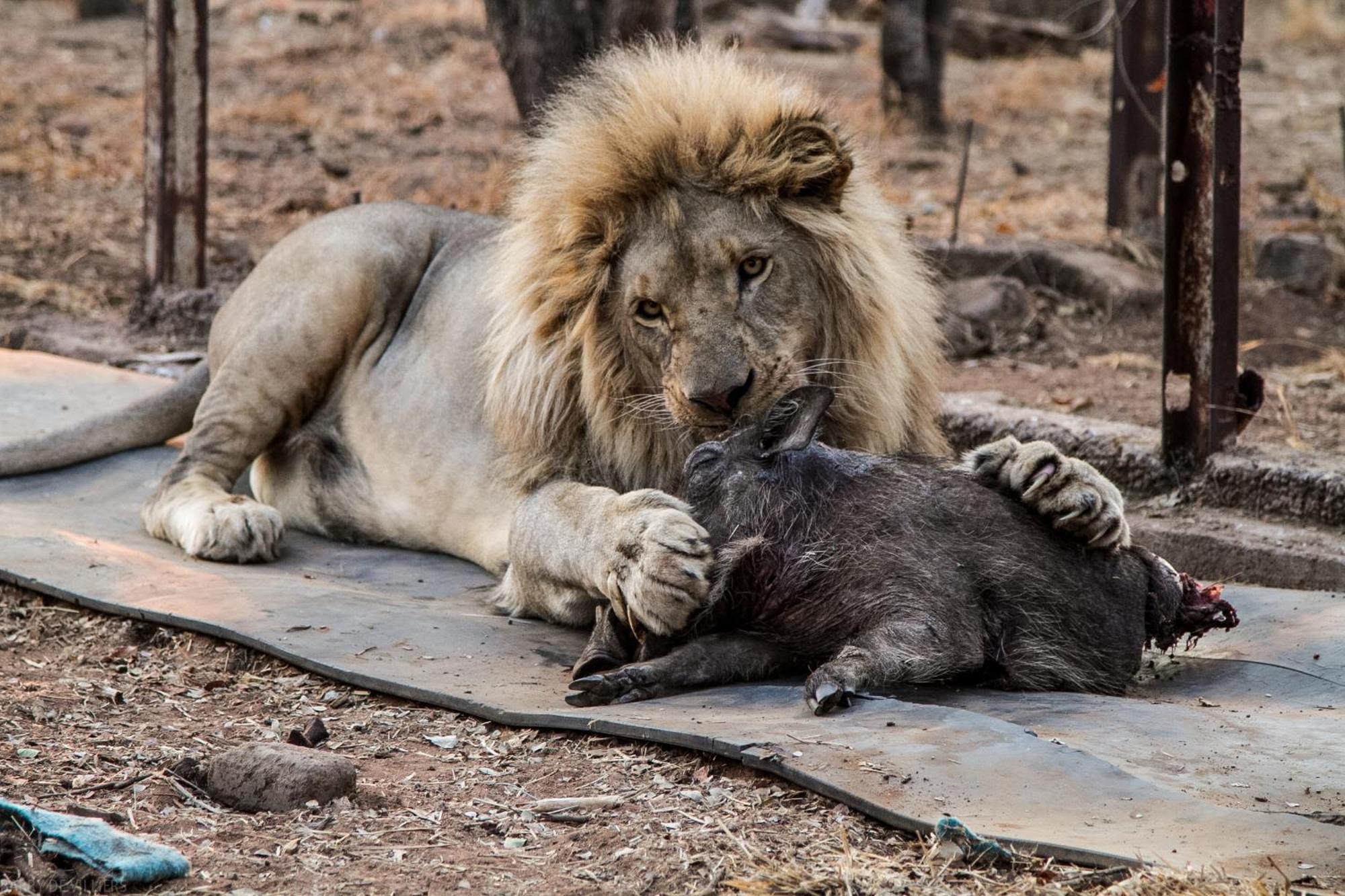 Simba Safaris African Pride Exotic Lodge Lephalale Екстериор снимка