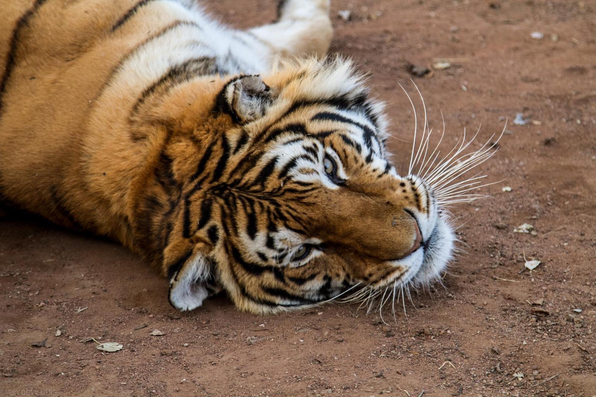 Simba Safaris African Pride Exotic Lodge Lephalale Екстериор снимка