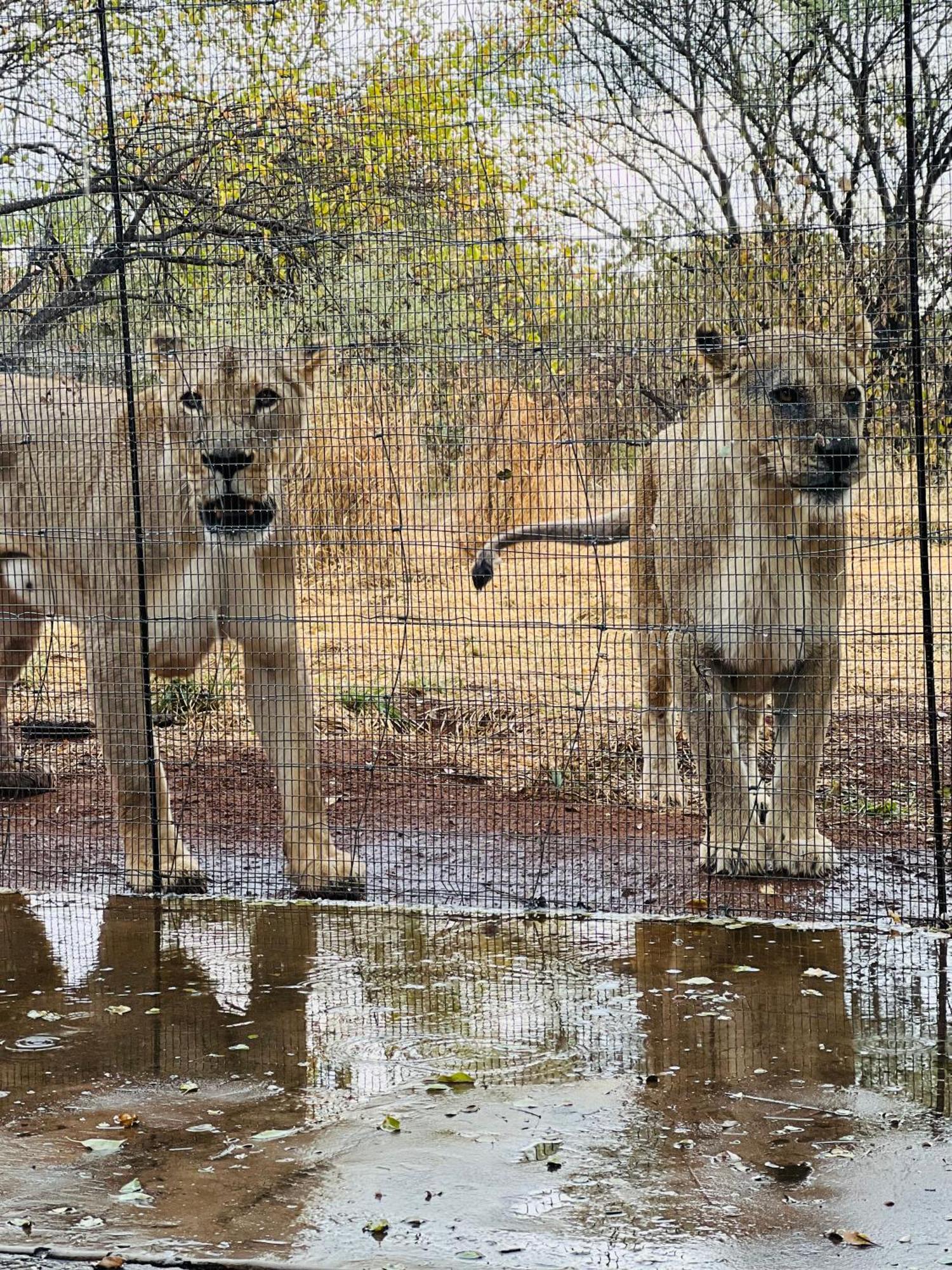 Simba Safaris African Pride Exotic Lodge Lephalale Екстериор снимка