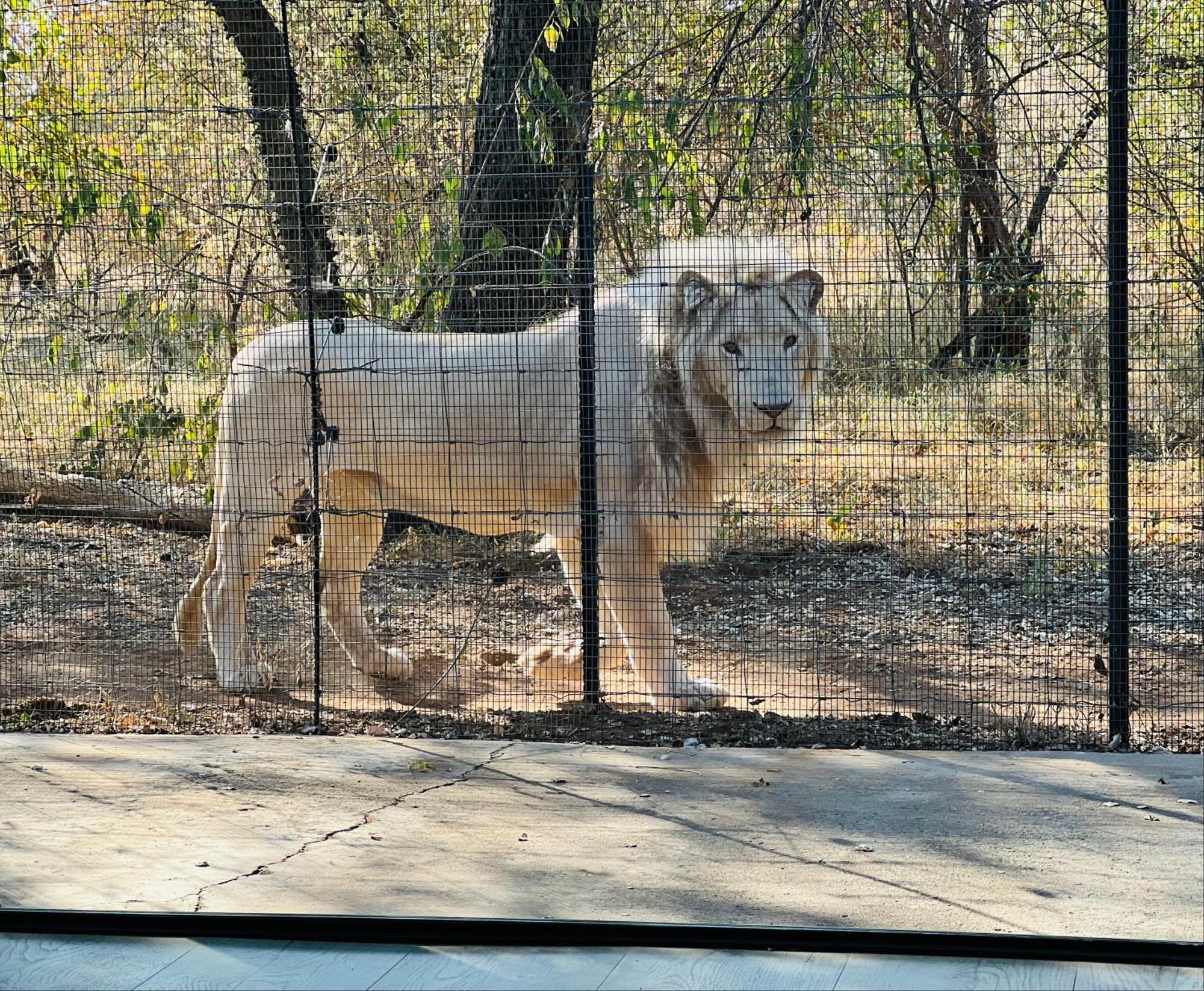 Simba Safaris African Pride Exotic Lodge Lephalale Екстериор снимка