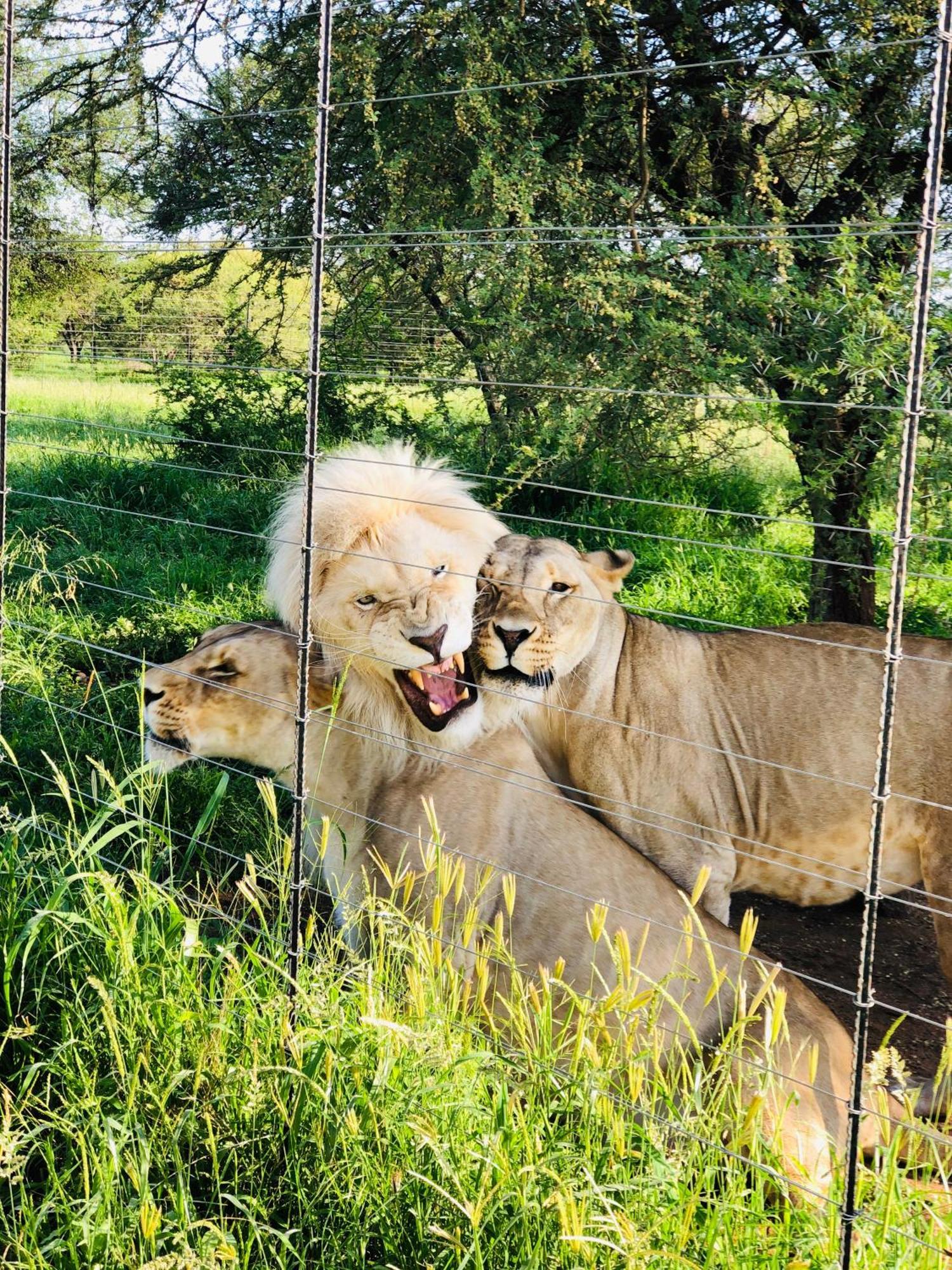 Simba Safaris African Pride Exotic Lodge Lephalale Екстериор снимка