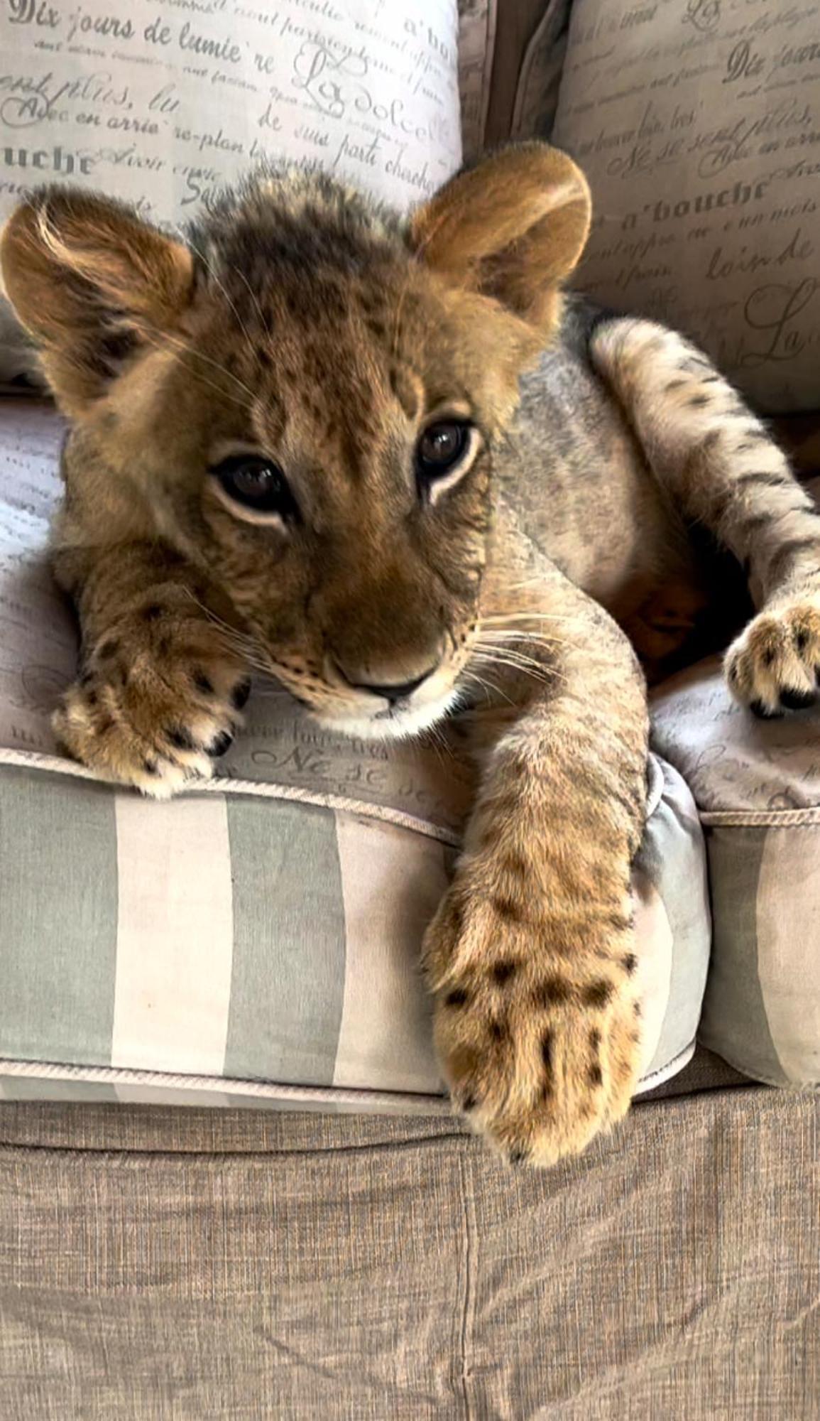 Simba Safaris African Pride Exotic Lodge Lephalale Екстериор снимка