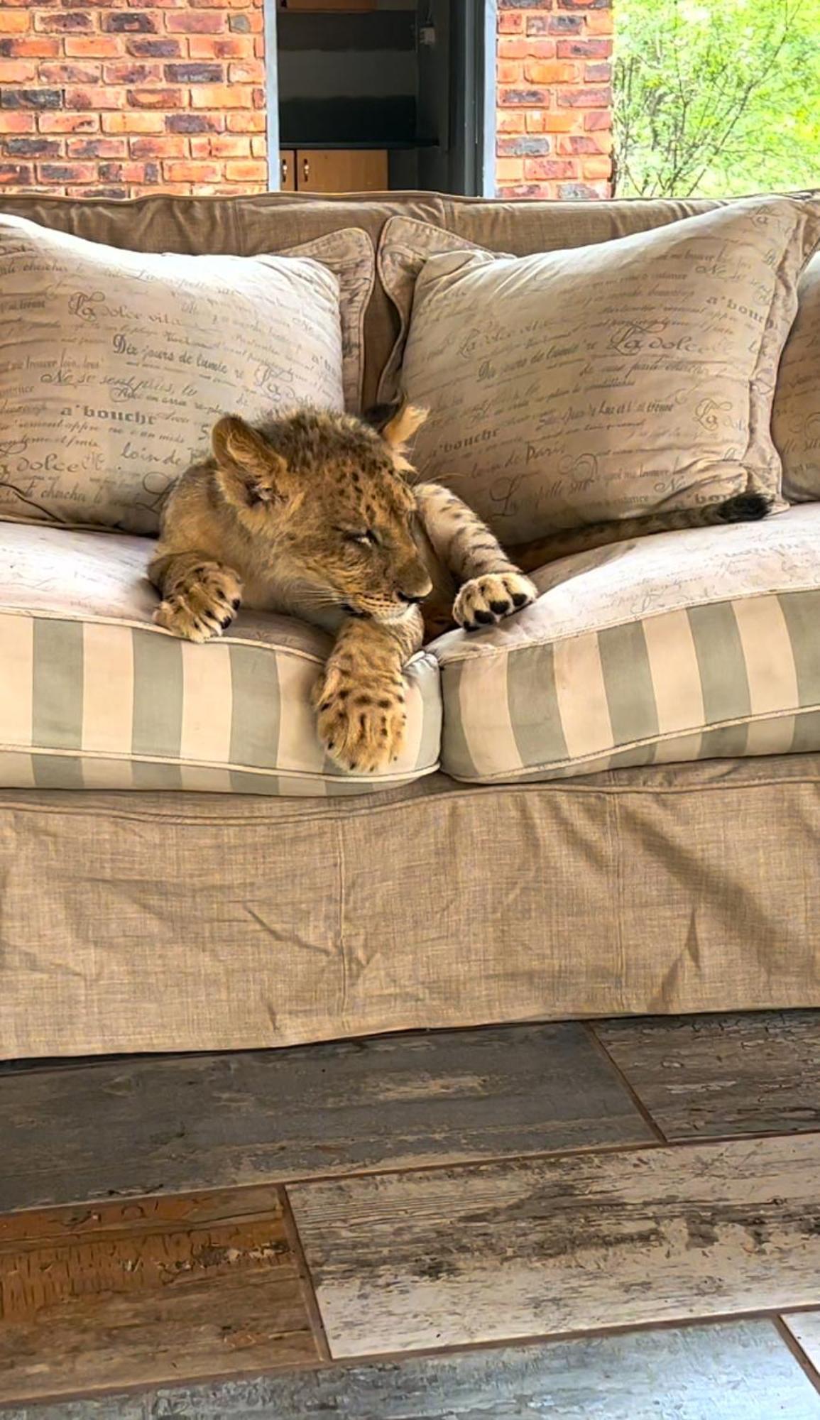Simba Safaris African Pride Exotic Lodge Lephalale Екстериор снимка