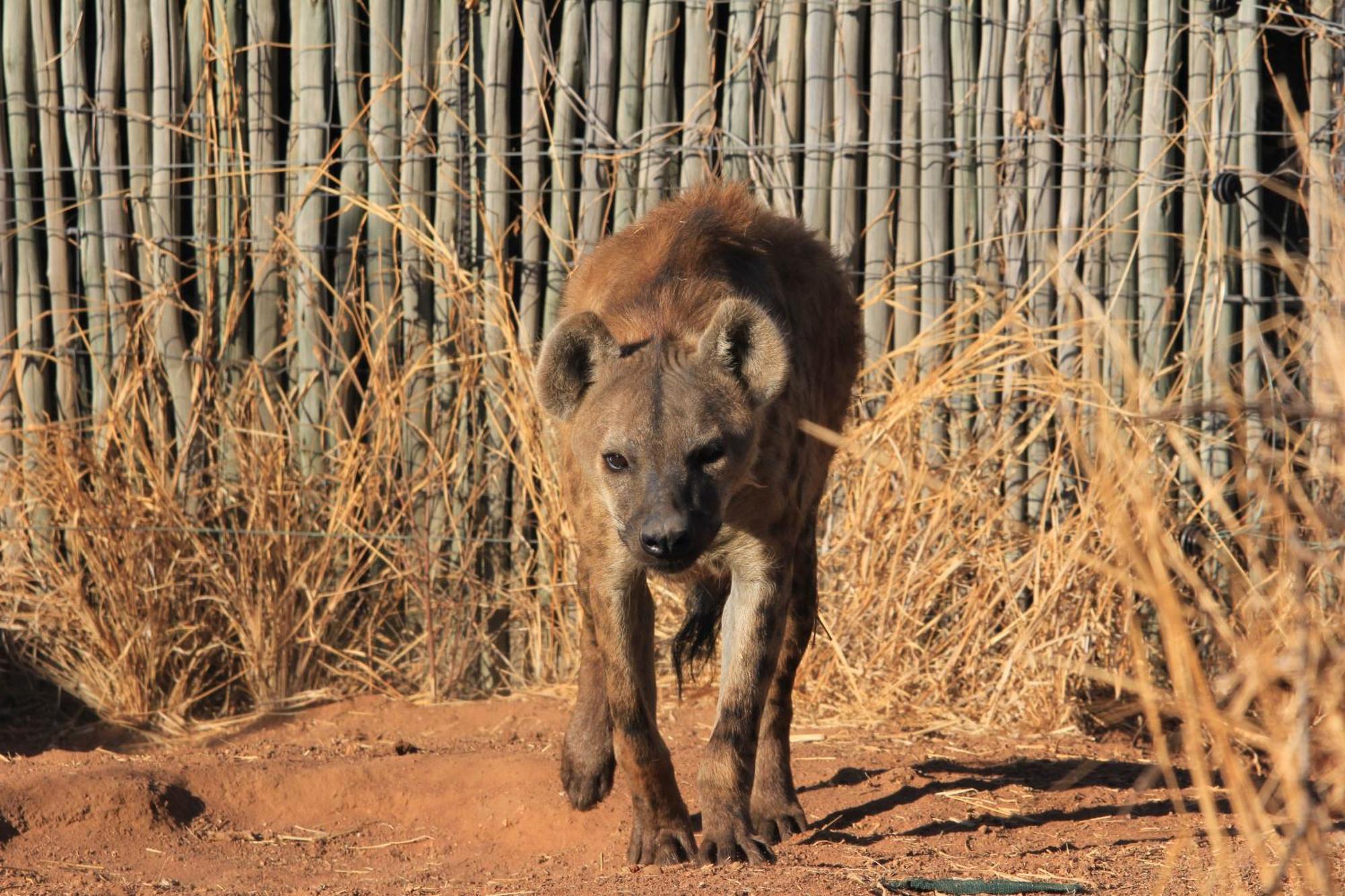 Simba Safaris African Pride Exotic Lodge Lephalale Екстериор снимка