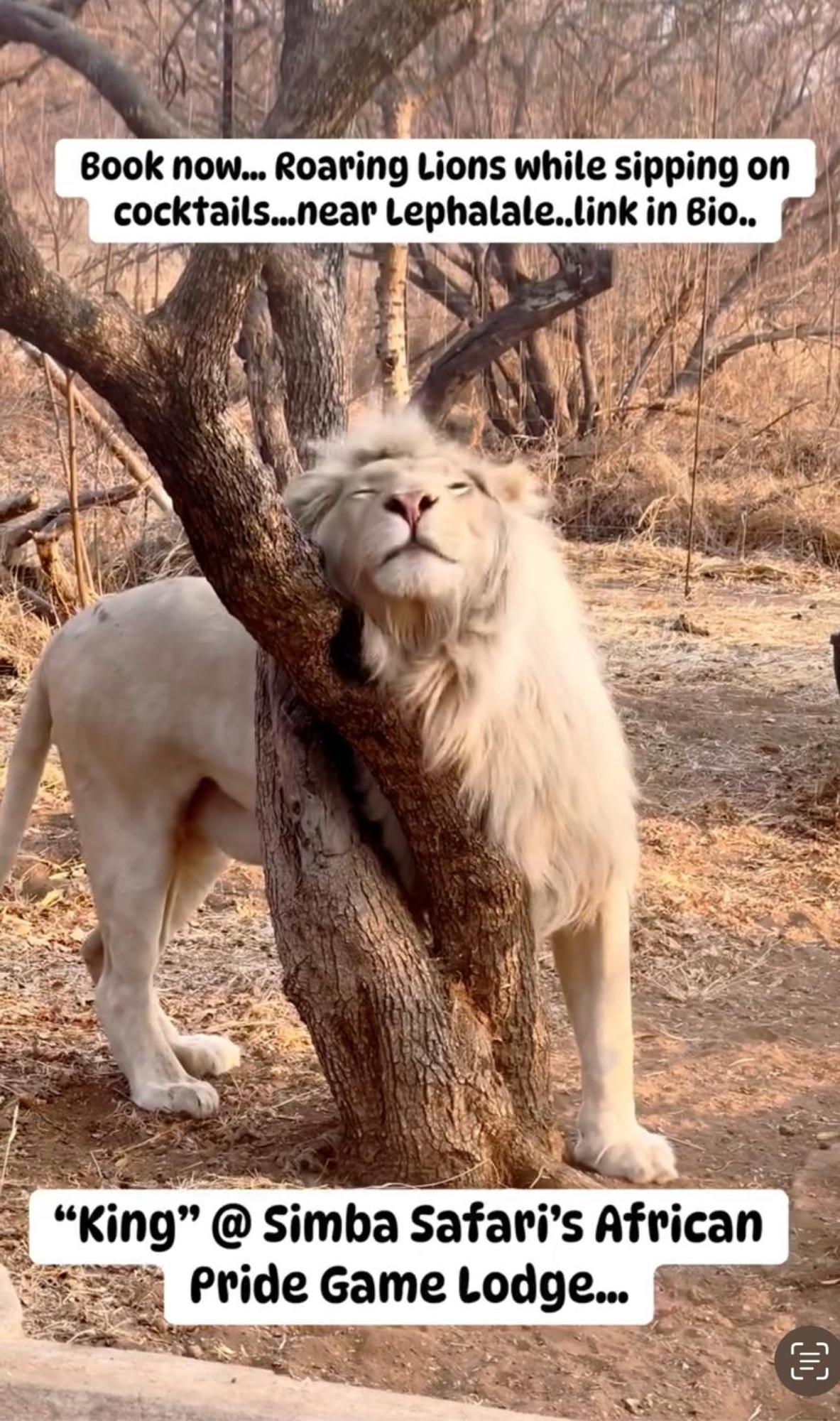 Simba Safaris African Pride Exotic Lodge Lephalale Екстериор снимка