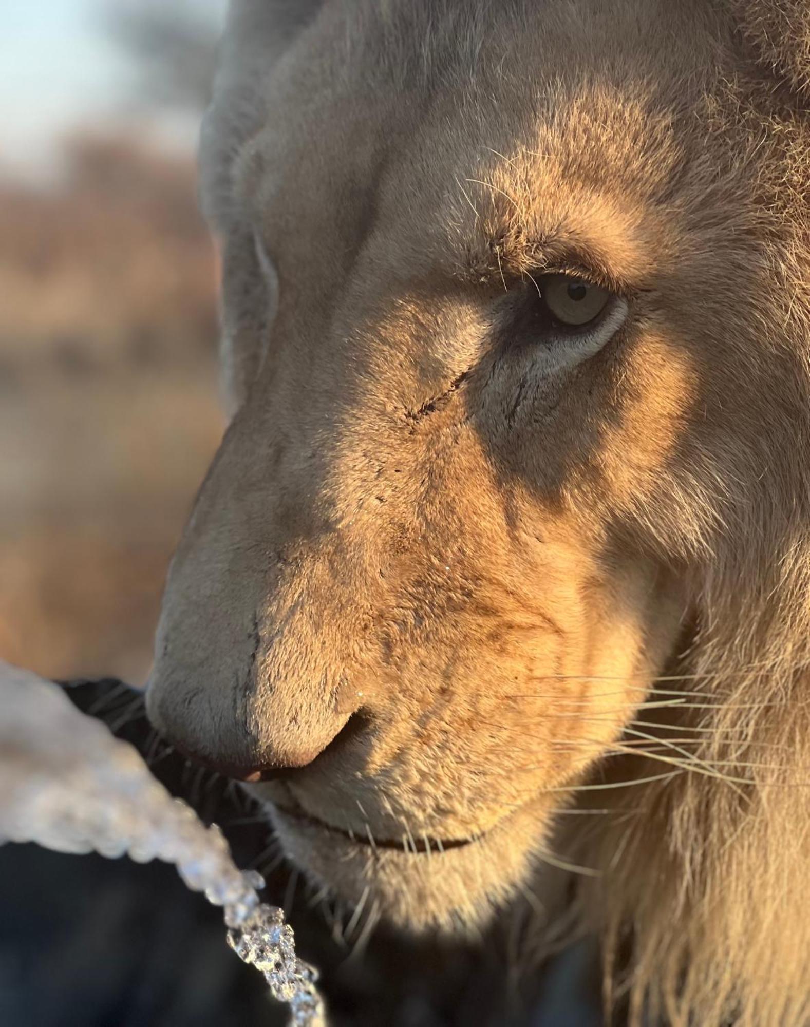 Simba Safaris African Pride Exotic Lodge Lephalale Екстериор снимка
