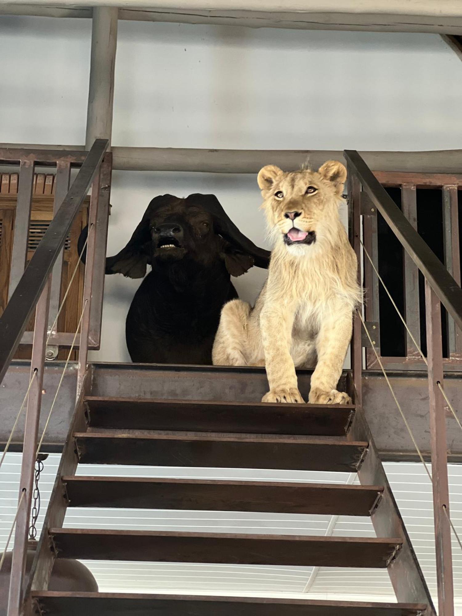 Simba Safaris African Pride Exotic Lodge Lephalale Екстериор снимка