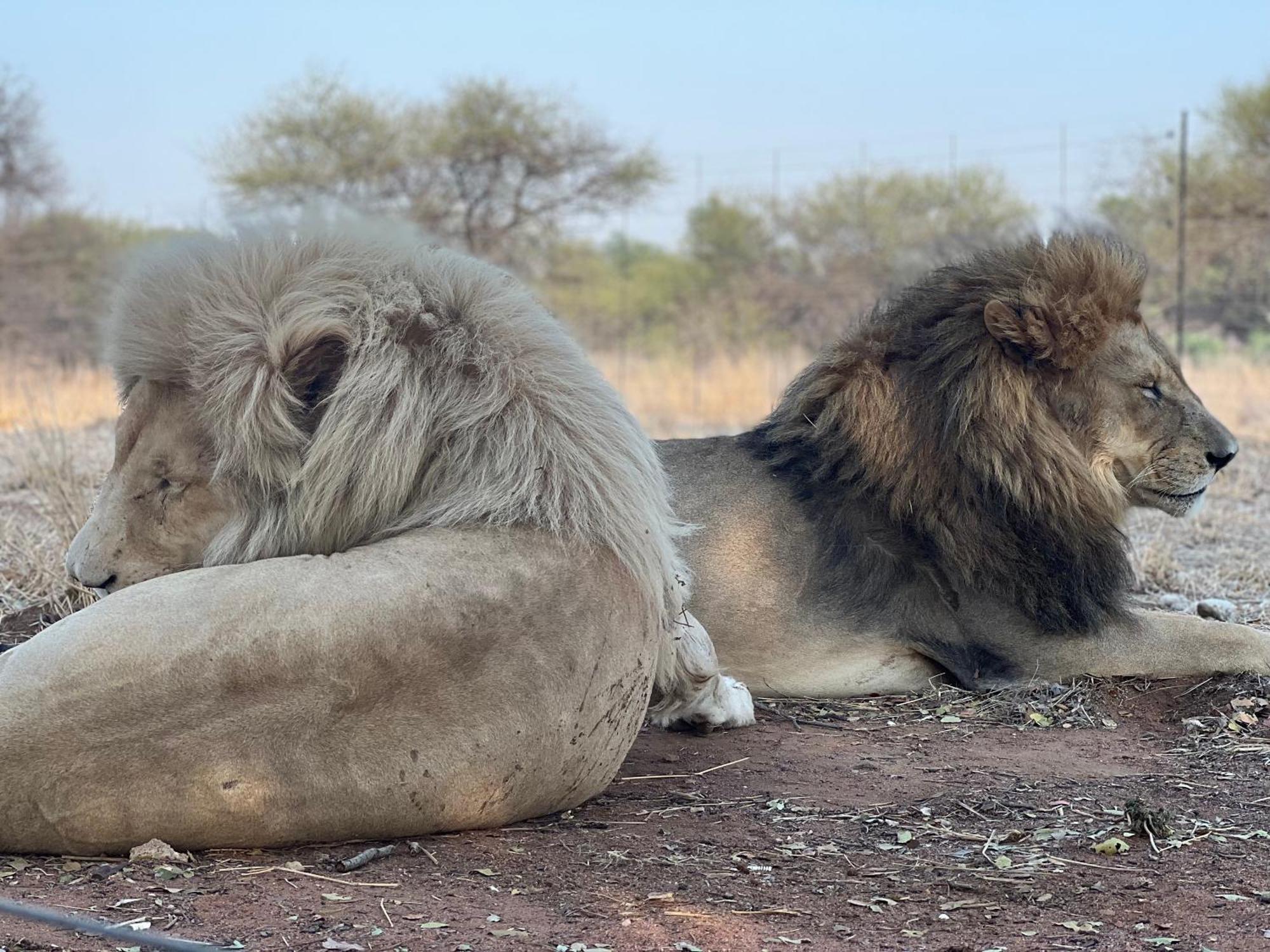 Simba Safaris African Pride Exotic Lodge Lephalale Екстериор снимка