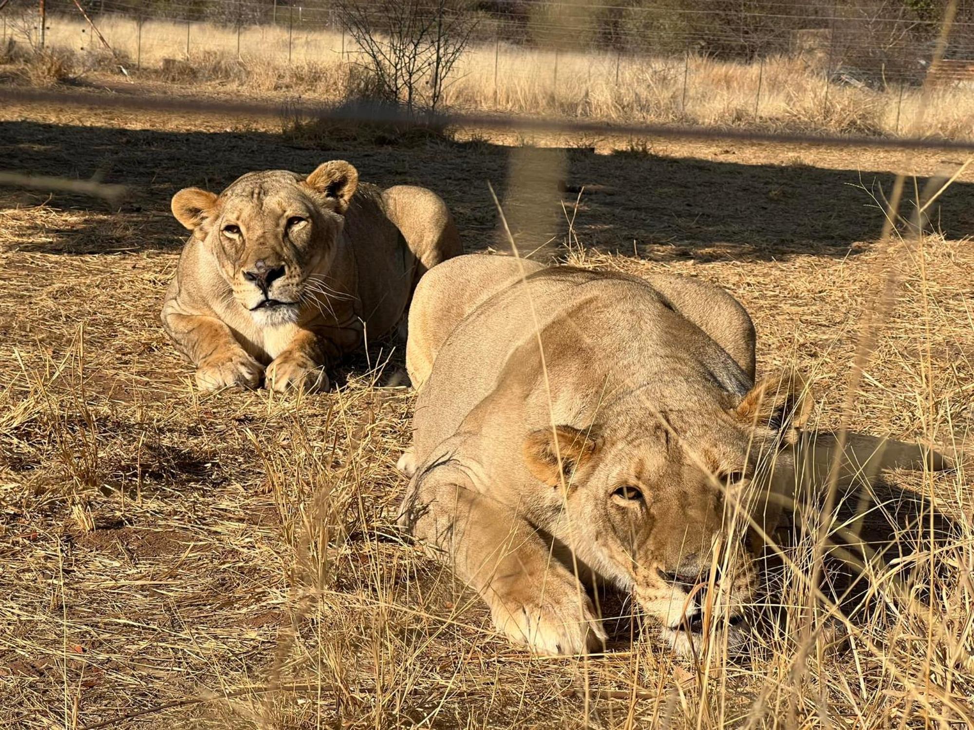 Simba Safaris African Pride Exotic Lodge Lephalale Екстериор снимка